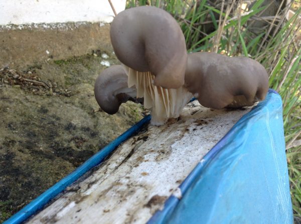 oyster mushroom image